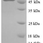 SDS-PAGE separation of QP6192 followed by commassie total protein stain results in a primary band consistent with reported data for IDH1. These data demonstrate Greater than 90% as determined by SDS-PAGE.