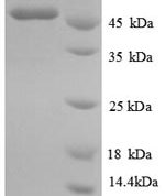 SDS-PAGE separation of QP6192 followed by commassie total protein stain results in a primary band consistent with reported data for IDH1. These data demonstrate Greater than 90% as determined by SDS-PAGE.