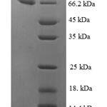 SDS-PAGE separation of QP6193 followed by commassie total protein stain results in a primary band consistent with reported data for IDH3B. These data demonstrate Greater than 90% as determined by SDS-PAGE.