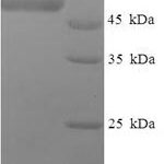 SDS-PAGE separation of QP6194 followed by commassie total protein stain results in a primary band consistent with reported data for IDH3G