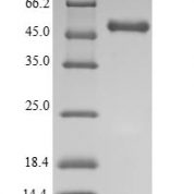 SDS-PAGE separation of QP6195 followed by commassie total protein stain results in a primary band consistent with reported data for IDO1 / IDO. These data demonstrate Greater than 90% as determined by SDS-PAGE.