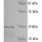 SDS-PAGE separation of QP6200 followed by commassie total protein stain results in a primary band consistent with reported data for IFNA14 / Interferon alpha-14. These data demonstrate Greater than 80% as determined by SDS-PAGE.