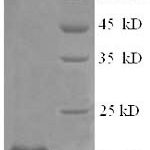 SDS-PAGE separation of QP6201 followed by commassie total protein stain results in a primary band consistent with reported data for Interferon alpha-21. These data demonstrate Greater than 90% as determined by SDS-PAGE.