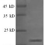 SDS-PAGE separation of QP6206 followed by commassie total protein stain results in a primary band consistent with reported data for IFNG / Interferon Gamma Protein. These data demonstrate Greater than 90% as determined by SDS-PAGE.