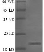 SDS-PAGE separation of QP6206 followed by commassie total protein stain results in a primary band consistent with reported data for IFNG / Interferon Gamma Protein. These data demonstrate Greater than 90% as determined by SDS-PAGE.