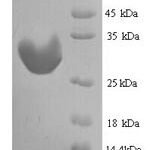 SDS-PAGE separation of QP6208 followed by commassie total protein stain results in a primary band consistent with reported data for IGFBP1. These data demonstrate Greater than 90% as determined by SDS-PAGE.