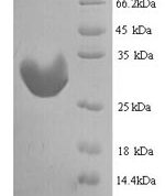 SDS-PAGE separation of QP6208 followed by commassie total protein stain results in a primary band consistent with reported data for IGFBP1. These data demonstrate Greater than 90% as determined by SDS-PAGE.