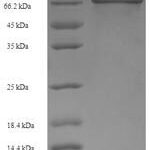 SDS-PAGE separation of QP6209 followed by commassie total protein stain results in a primary band consistent with reported data for Ig gamma-1 chain C region. These data demonstrate Greater than 90% as determined by SDS-PAGE.