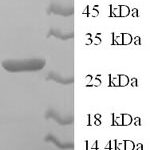 SDS-PAGE separation of QP6210 followed by commassie total protein stain results in a primary band consistent with reported data for IL12B / P40. These data demonstrate Greater than 90% as determined by SDS-PAGE.