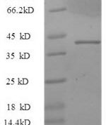 SDS-PAGE separation of QP6211 followed by commassie total protein stain results in a primary band consistent with reported data for IL17 / IL17A. These data demonstrate Greater than 90% as determined by SDS-PAGE.