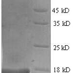 SDS-PAGE separation of QP6212 followed by commassie total protein stain results in a primary band consistent with reported data for IL17 / IL17A. These data demonstrate Greater than 90% as determined by SDS-PAGE.