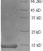 SDS-PAGE separation of QP6212 followed by commassie total protein stain results in a primary band consistent with reported data for IL17 / IL17A. These data demonstrate Greater than 90% as determined by SDS-PAGE.