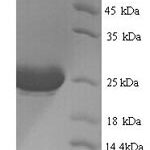 SDS-PAGE separation of QP6213 followed by commassie total protein stain results in a primary band consistent with reported data for IL-1 alpha / IL1A / IL1F1 Protein. These data demonstrate Greater than 90% as determined by SDS-PAGE.