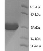 SDS-PAGE separation of QP6213 followed by commassie total protein stain results in a primary band consistent with reported data for IL-1 alpha / IL1A / IL1F1 Protein. These data demonstrate Greater than 90% as determined by SDS-PAGE.