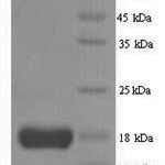 SDS-PAGE separation of QP6216 followed by commassie total protein stain results in a primary band consistent with reported data for IL2 / Interleukin-2. These data demonstrate Greater than 90% as determined by SDS-PAGE.