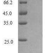 SDS-PAGE separation of QP6218 followed by commassie total protein stain results in a primary band consistent with reported data for IL2 / Interleukin-2. These data demonstrate Greater than 90% as determined by SDS-PAGE.