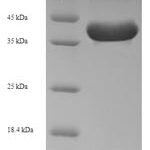 SDS-PAGE separation of QP6220 followed by commassie total protein stain results in a primary band consistent with reported data for IL-3 / Interleukin-3. These data demonstrate Greater than 90% as determined by SDS-PAGE.