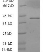 SDS-PAGE separation of QP6221 followed by commassie total protein stain results in a primary band consistent with reported data for IL33 / Interleukin-33 / NF-HEV Protein. These data demonstrate Greater than 90% as determined by SDS-PAGE.