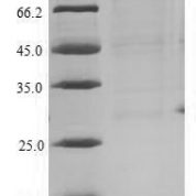 SDS-PAGE separation of QP6222 followed by commassie total protein stain results in a primary band consistent with reported data for IL4 / Interleukin-4. These data demonstrate Greater than 90% as determined by SDS-PAGE.