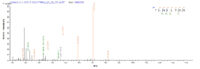 SEQUEST analysis of LC MS/MS spectra obtained from a run with QP6224 identified a match between this protein and the spectra of a peptide sequence that matches a region of IL4 / Interleukin-4.