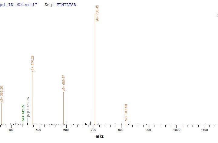 SEQUEST analysis of LC MS/MS spectra obtained from a run with QP6224 identified a match between this protein and the spectra of a peptide sequence that matches a region of IL4 / Interleukin-4.