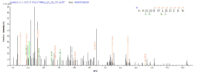 Additional SEQUEST analysis of the LC MS/MS spectra from QP6224 identified an additional between this protein and the spectra of another peptide sequence that matches a region of IL4 / Interleukin-4 confirming successful recombinant synthesis.