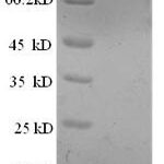 SDS-PAGE separation of QP6228 followed by commassie total protein stain results in a primary band consistent with reported data for Interleukin-8. These data demonstrate Greater than 90% as determined by SDS-PAGE.