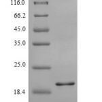 SDS-PAGE separation of QP6229 followed by commassie total protein stain results in a primary band consistent with reported data for C-X-C chemokine receptor type 2. These data demonstrate Greater than 90% as determined by SDS-PAGE.