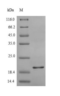 SDS-PAGE separation of QP6229 followed by commassie total protein stain results in a primary band consistent with reported data for C-X-C chemokine receptor type 2. These data demonstrate Greater than 90% as determined by SDS-PAGE.