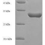 SDS-PAGE separation of QP6231 followed by commassie total protein stain results in a primary band consistent with reported data for Inhibin alpha chain. These data demonstrate Greater than 90% as determined by SDS-PAGE.