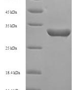 SDS-PAGE separation of QP6231 followed by commassie total protein stain results in a primary band consistent with reported data for Inhibin alpha chain. These data demonstrate Greater than 90% as determined by SDS-PAGE.