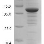 SDS-PAGE separation of QP6233 followed by commassie total protein stain results in a primary band consistent with reported data for Indolethylamine N-methyltransferase. These data demonstrate Greater than 90% as determined by SDS-PAGE.