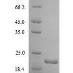 SDS-PAGE separation of QP6238 followed by commassie total protein stain results in a primary band consistent with reported data for Integrin alpha-2. These data demonstrate Greater than 90% as determined by SDS-PAGE.