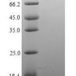 SDS-PAGE separation of QP6241 followed by commassie total protein stain results in a primary band consistent with reported data for ITGB1 / Integrin beta-1 / CD29. These data demonstrate Greater than 90% as determined by SDS-PAGE.