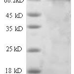 SDS-PAGE separation of QP6242 followed by commassie total protein stain results in a primary band consistent with reported data for ITGB1 / Integrin beta-1 / CD29. These data demonstrate Greater than 90% as determined by SDS-PAGE.