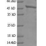 SDS-PAGE separation of QP6246 followed by commassie total protein stain results in a primary band consistent with reported data for Tyrosine-protein kinase JAK2. These data demonstrate Greater than 90% as determined by SDS-PAGE.