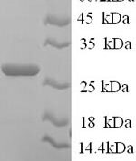SDS-PAGE separation of QP6247 followed by commassie total protein stain results in a primary band consistent with reported data for JAM-2 / JAM-B. These data demonstrate Greater than 90% as determined by SDS-PAGE.