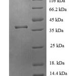 SDS-PAGE separation of QP6248 followed by commassie total protein stain results in a primary band consistent with reported data for JmjC domain-containing protein 7. These data demonstrate Greater than 90% as determined by SDS-PAGE.