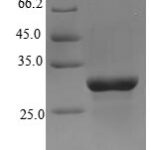 SDS-PAGE separation of QP6250 followed by commassie total protein stain results in a primary band consistent with reported data for Anosmin-1. These data demonstrate Greater than 90% as determined by SDS-PAGE.