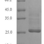 SDS-PAGE separation of QP6253 followed by commassie total protein stain results in a primary band consistent with reported data for KCND1. These data demonstrate Greater than 90% as determined by SDS-PAGE.