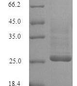 SDS-PAGE separation of QP6253 followed by commassie total protein stain results in a primary band consistent with reported data for KCND1. These data demonstrate Greater than 90% as determined by SDS-PAGE.