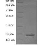 SDS-PAGE separation of QP6254 followed by commassie total protein stain results in a primary band consistent with reported data for Kcne2. These data demonstrate Greater than 90% as determined by SDS-PAGE.