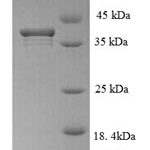 SDS-PAGE separation of QP6261 followed by commassie total protein stain results in a primary band consistent with reported data for KIAA0101 / p15 / PAF. These data demonstrate Greater than 90% as determined by SDS-PAGE.