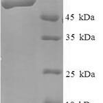 SDS-PAGE separation of QP6262 followed by commassie total protein stain results in a primary band consistent with reported data for Kinesin-like protein KIF1A. These data demonstrate Greater than 90% as determined by SDS-PAGE.