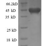 SDS-PAGE separation of QP6263 followed by commassie total protein stain results in a primary band consistent with reported data for Kinesin-like protein KIF1C. These data demonstrate Greater than 90% as determined by SDS-PAGE.