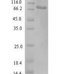 SDS-PAGE separation of QP6265 followed by commassie total protein stain results in a primary band consistent with reported data for Kinesin light chain 3. These data demonstrate Greater than 90% as determined by SDS-PAGE.