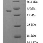 SDS-PAGE separation of QP6266 followed by commassie total protein stain results in a primary band consistent with reported data for KLK1 / Kallikrein 1. These data demonstrate Greater than 90% as determined by SDS-PAGE.