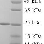 SDS-PAGE separation of QP6267 followed by commassie total protein stain results in a primary band consistent with reported data for KLK7 / PRSS6. These data demonstrate Greater than 90% as determined by SDS-PAGE.