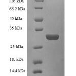 SDS-PAGE separation of QP6269 followed by commassie total protein stain results in a primary band consistent with reported data for Plasma kallikrein. These data demonstrate Greater than 90% as determined by SDS-PAGE.