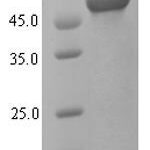 SDS-PAGE separation of QP6272 followed by commassie total protein stain results in a primary band consistent with reported data for Kynurenine 3-monooxygenase. These data demonstrate Greater than 90% as determined by SDS-PAGE.